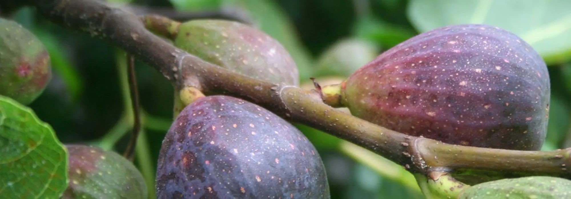 Old and local fig varieties