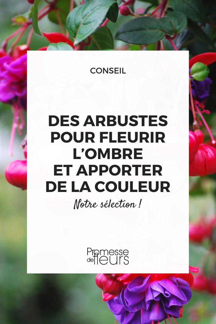 Flowering in the Shade: Our Selection of Bushes to Bring Colour Fuchsias