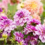 How to overwinter dahlias to protect them from frost?