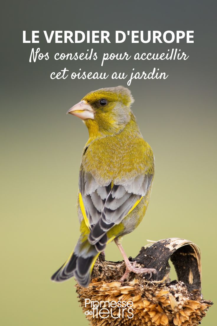 The European Greenfinch