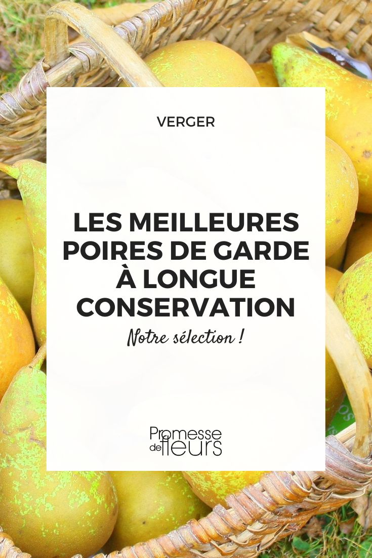 The 7 Best Pears for Long-Term Storage Storage Pears