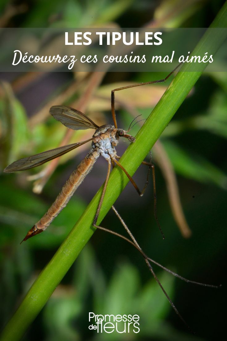 All about the Cosmos