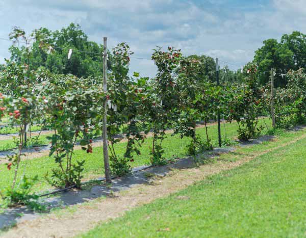 How to train blackberries?