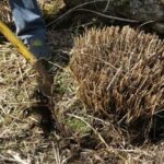 How to divide an ornamental grass?