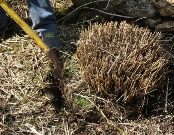 How to divide an ornamental grass?