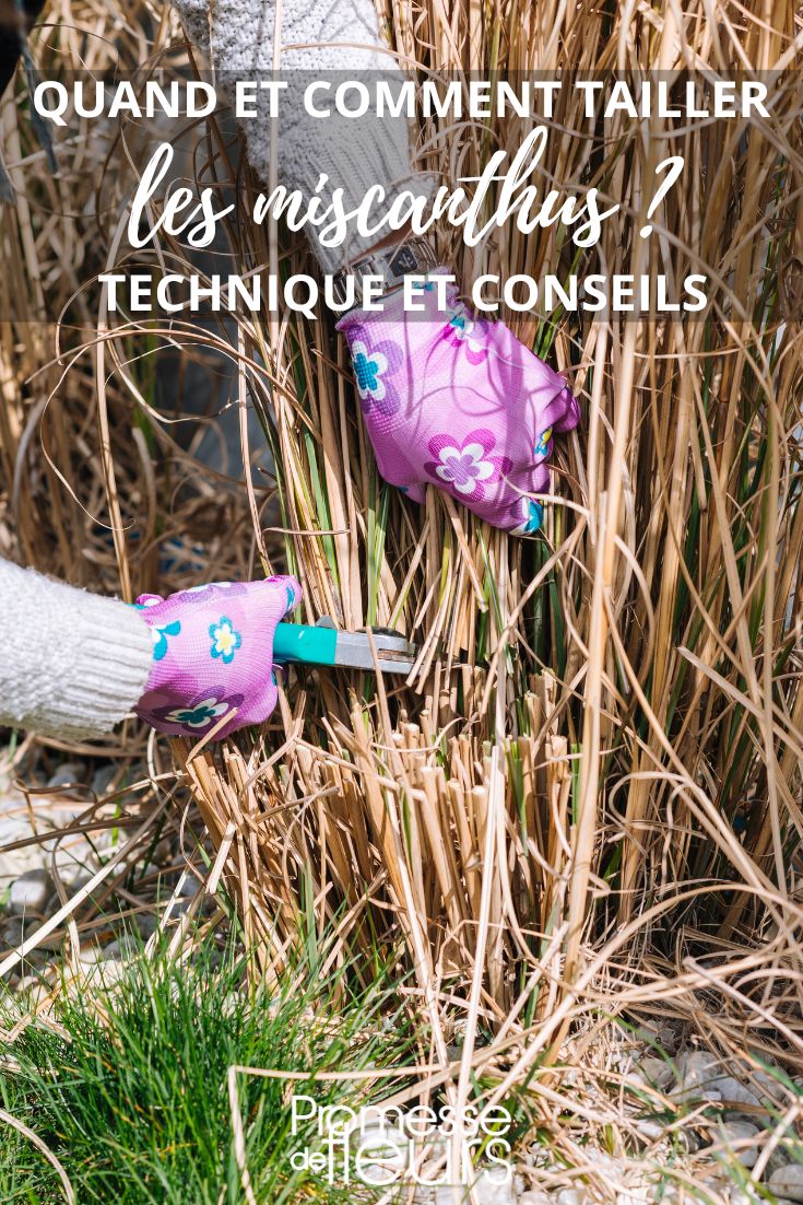 pruning a miscanthus