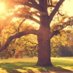 What should you do with old trees in the garden?