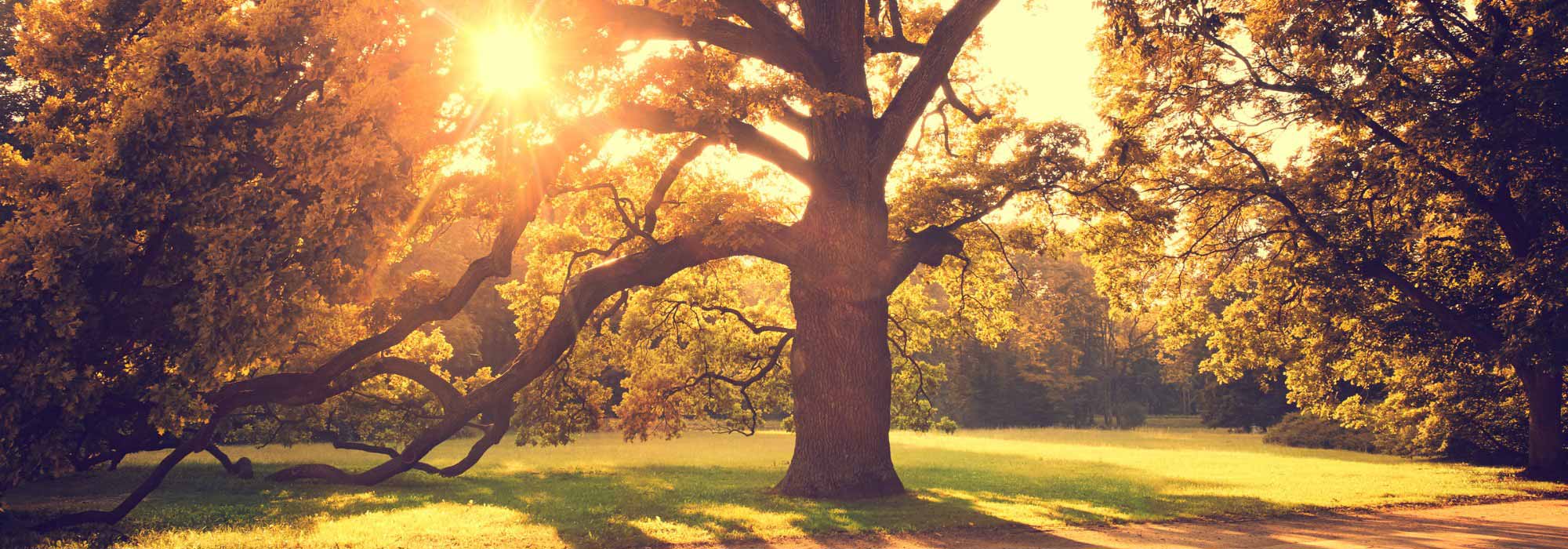 What should you do with old trees in the garden?