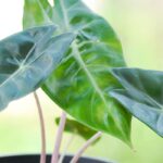 Diseases and pests of Alocasia and Colocasia