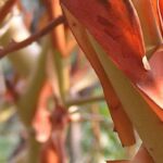 The best decorative wood bushes to brighten up winter