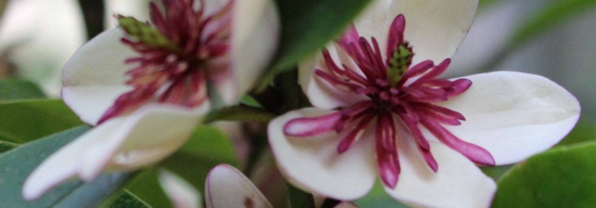 Blooming in the shade: our selection of bushes to add colour