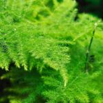 Diseases and parasitic pests of Asparagus