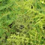 How to grow indoor Asparagus?