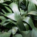 Growing Aspidistra indoors and in the garden