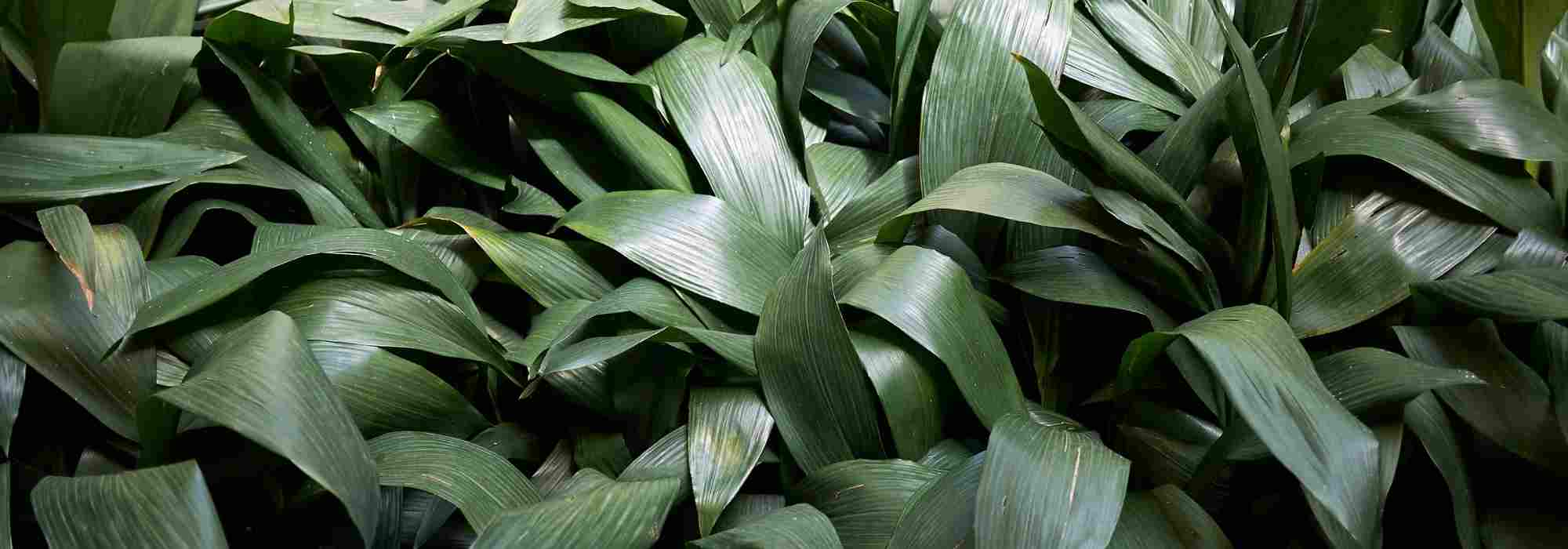 Growing Aspidistra indoors and in the garden