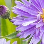 Opt for giant asters for a long flowering display in autumn