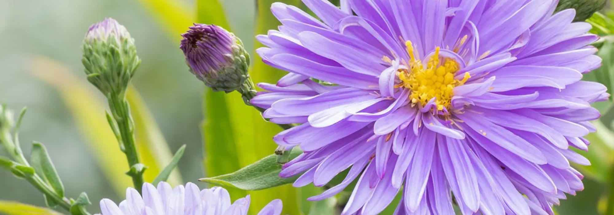 Opt for giant asters for a long flowering display in autumn