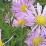 The best pink asters to brighten up the autumn garden