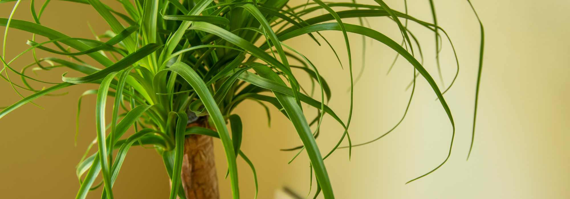 Beaucarnea diseases and parasites: identification and solutions