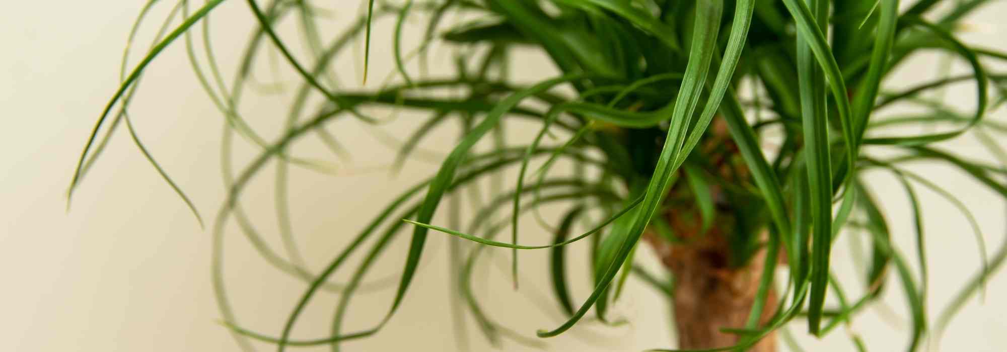 Growing Beaucarnea, the Elephant's Foot