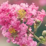 How to propagate crepe myrtle?