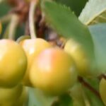 Old and local cherry varieties: fruit trees to plant and preserve