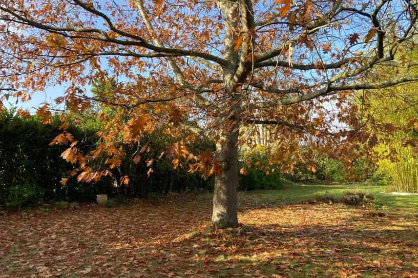 Deciduous foliage, oak