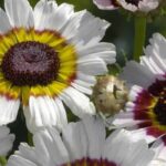 Florist's chrysanthemum, garden chrysanthemum: what are the difference?