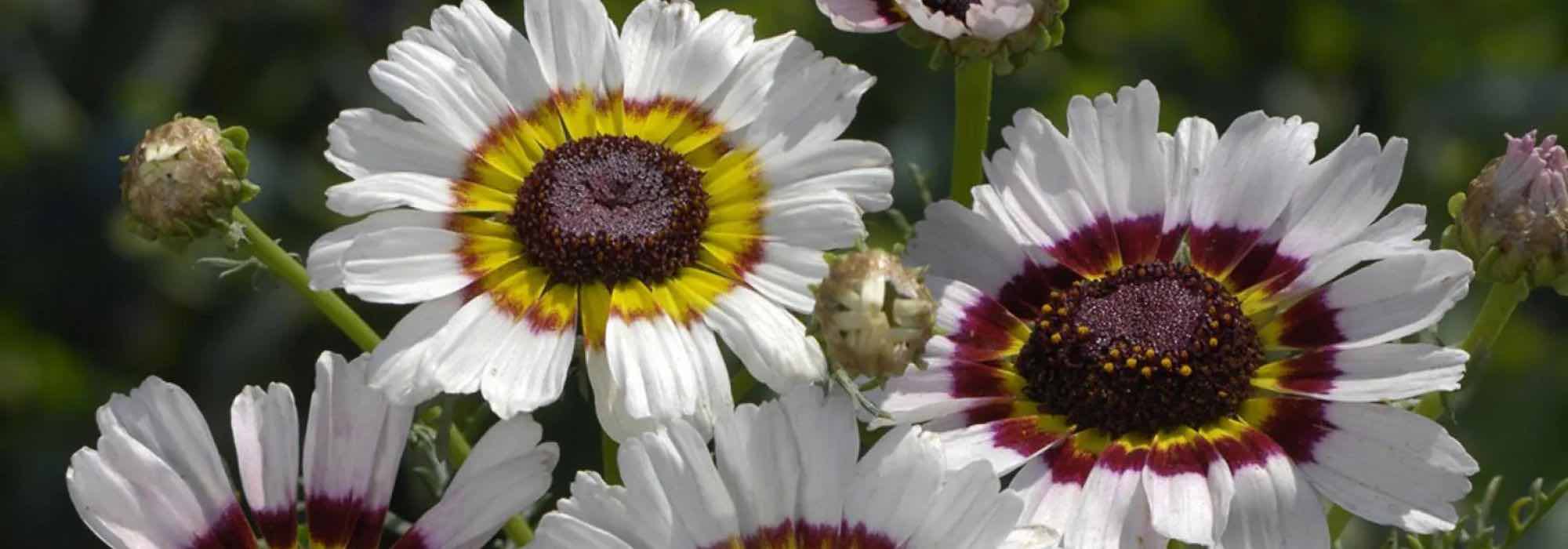 Florist's chrysanthemum, garden chrysanthemum: what are the difference?