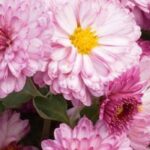 Pompon chrysanthemums: perfect for autumn flower beds