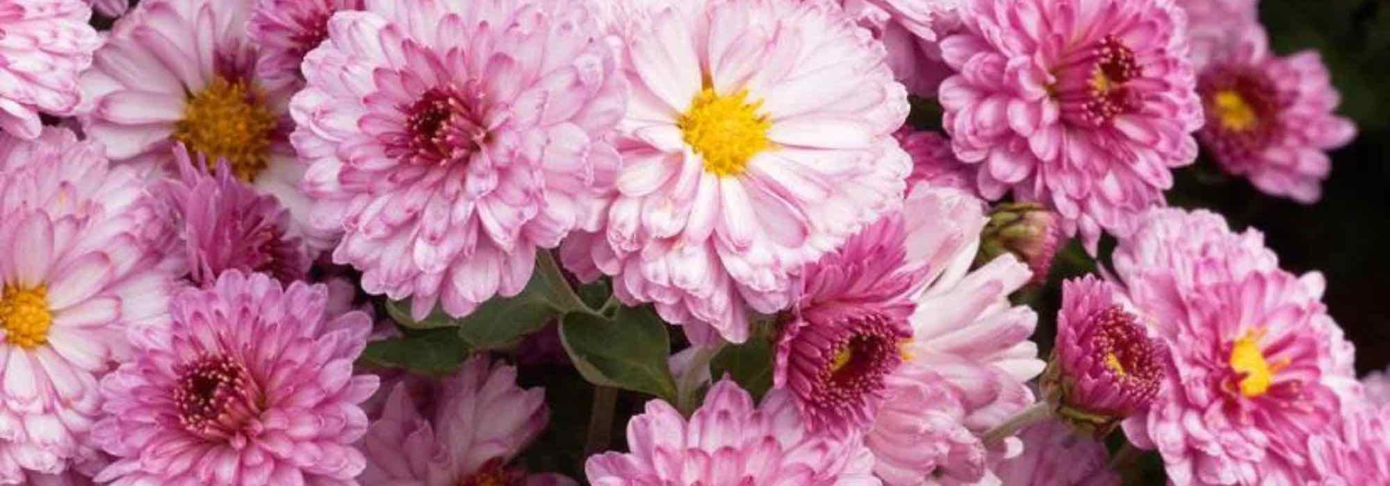 Pompon chrysanthemums: perfect for autumn flower beds