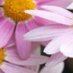 Autumn garden: everything you need to know to grow hardy chrysanthemums.