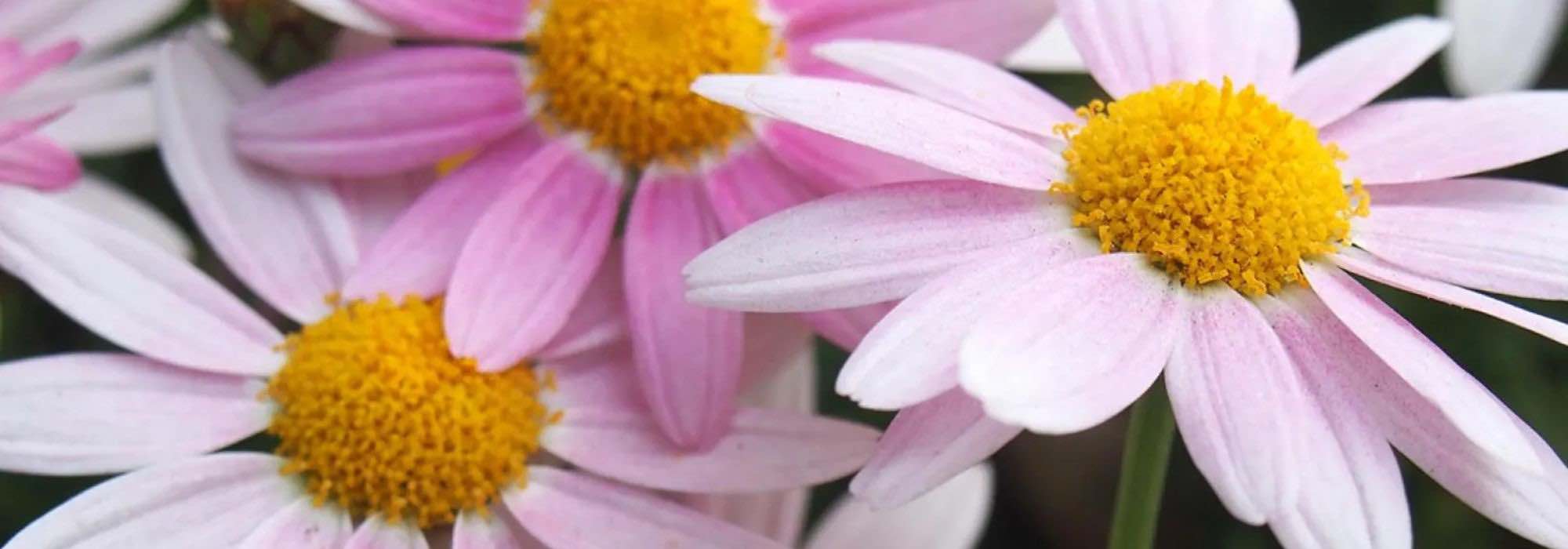 Autumn garden: everything you need to know to grow hardy chrysanthemums.