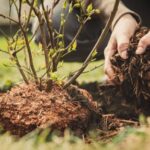 How to plant a blueberry bush?