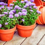How to propagate asters?