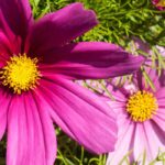 Growing cosmos in pots