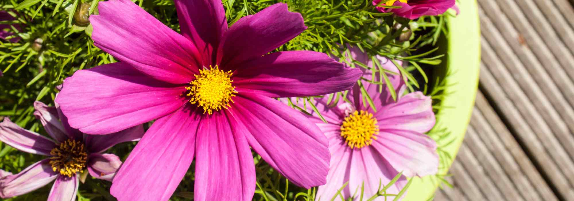 Growing cosmos in pots