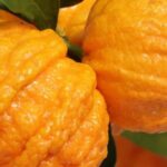 Bitter orange tree: growing tips