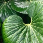 Farfugium: how to protect it from the cold and winter it?