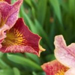 Top 7 most beautiful water irises with bi-coloured or multicoloured flowers