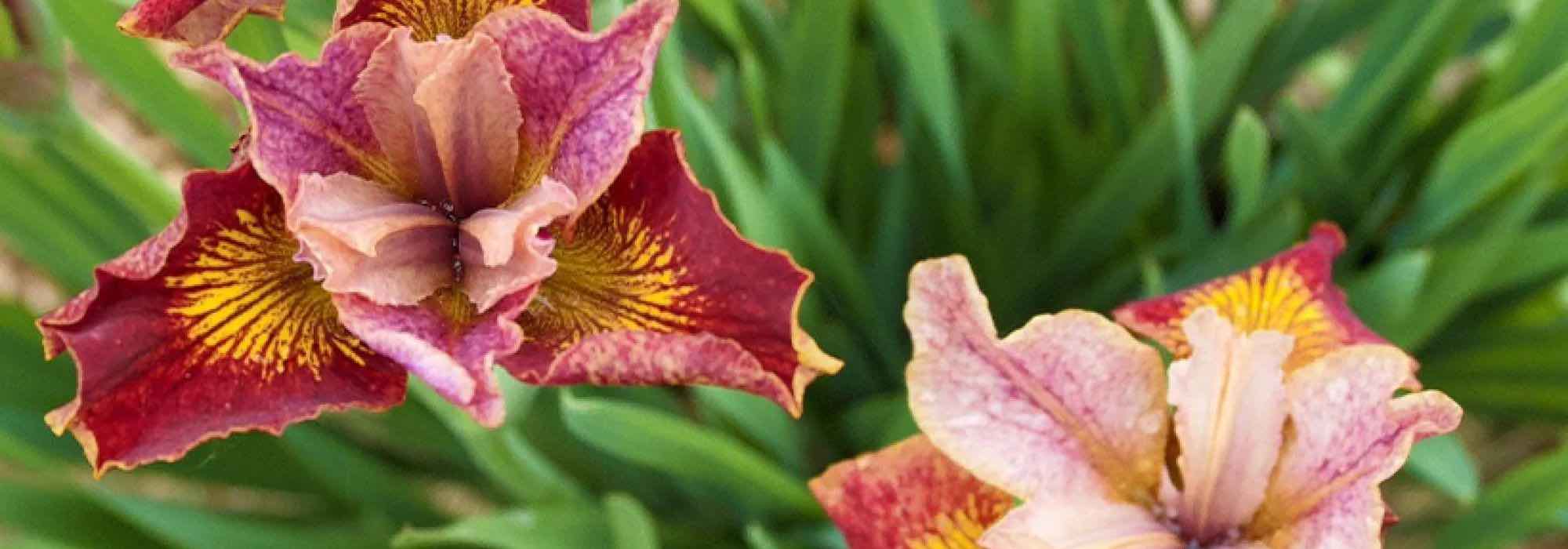 Top 7 most beautiful water irises with bi-coloured or multicoloured flowers