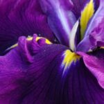7 water irises with violet and purple flowers
