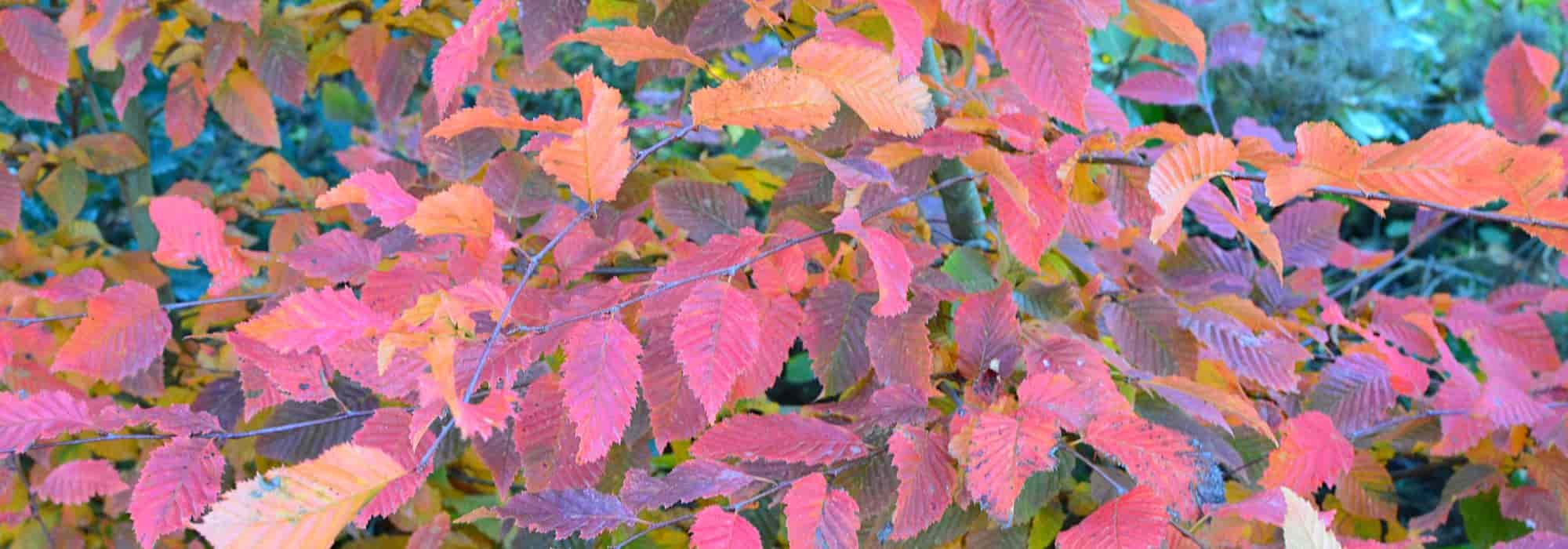 Deciduous, evergreen or marcescent foliage: everything you need to know!