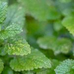 Stop the lemon balm invasion! Our solutions