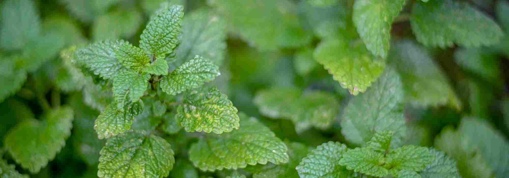 Stop the lemon balm invasion! Our solutions