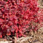 Which mulch to use to protect plants against the cold?