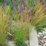 Which mulch to choose for Mediterranean plants?