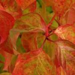 9 must-have plants to brighten up the garden in autumn