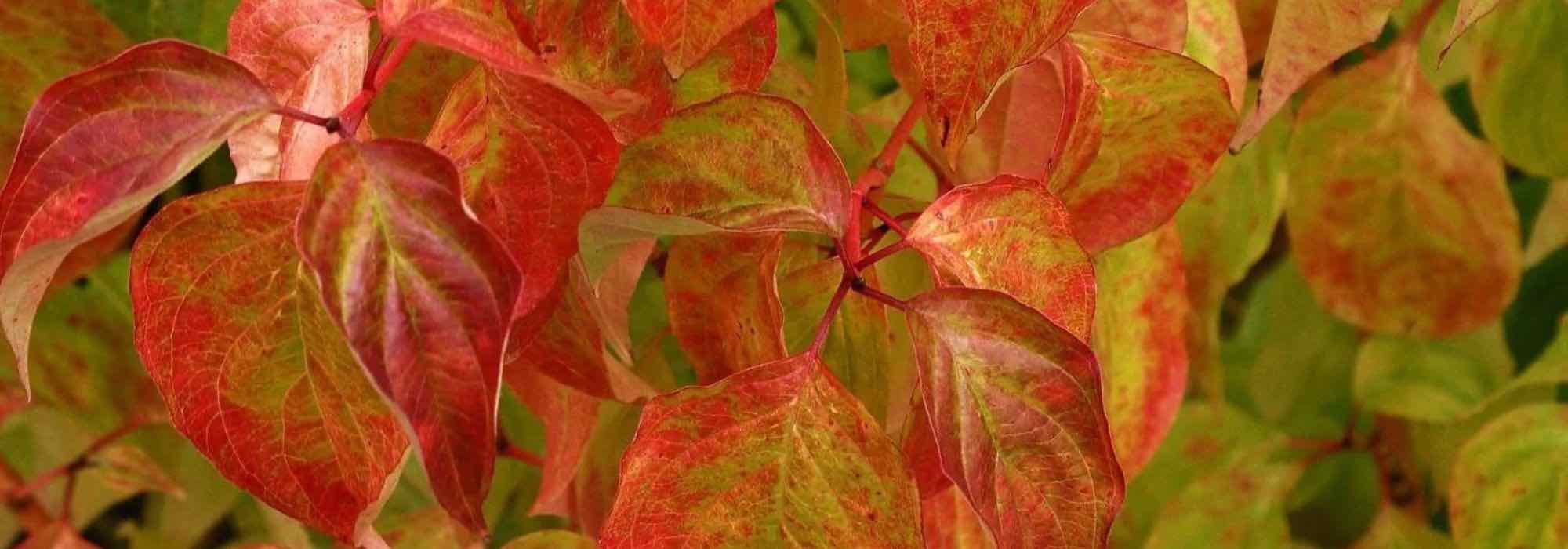 9 must-have plants to brighten up the garden in autumn