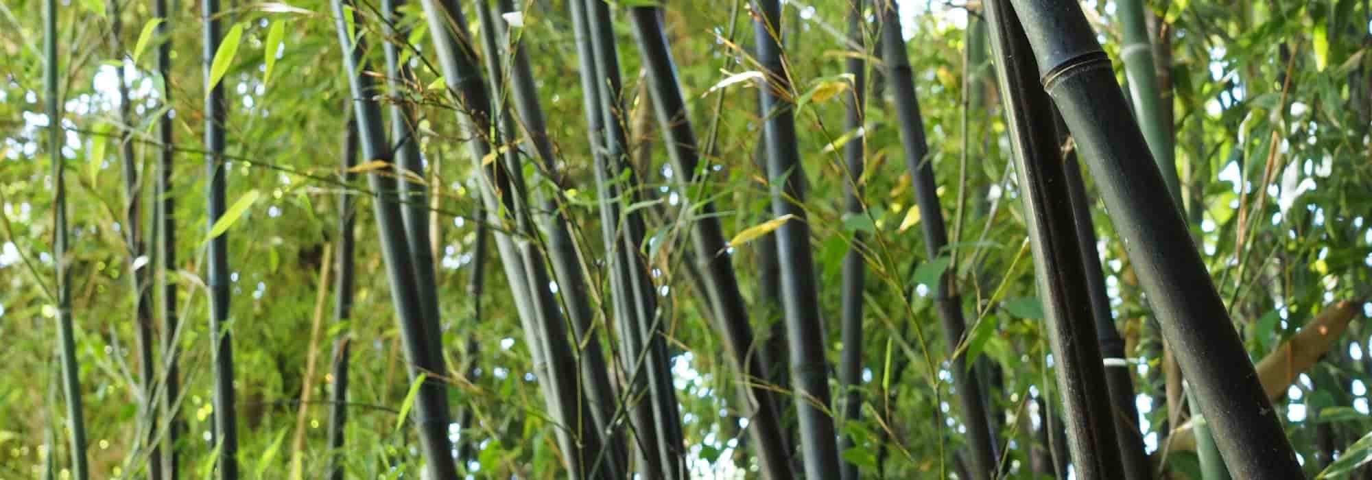 How to stop an invasive plant?